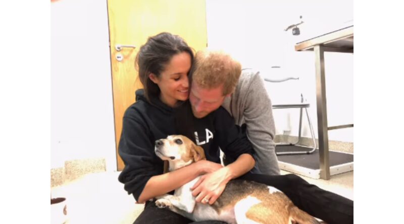 Meghan Markle and Prince Harry with their dog.