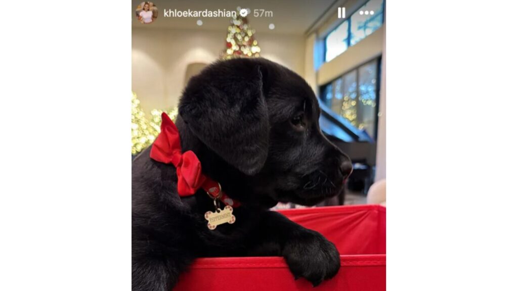Khloe Kardashian shares picture of her dog on Instagram Stories.