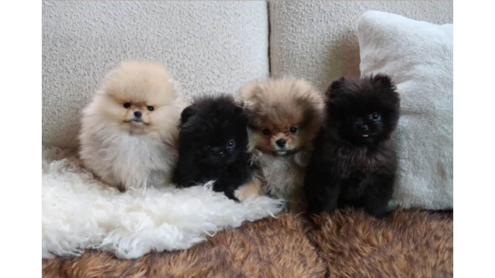 Puppies gifted by Kim to her kids.